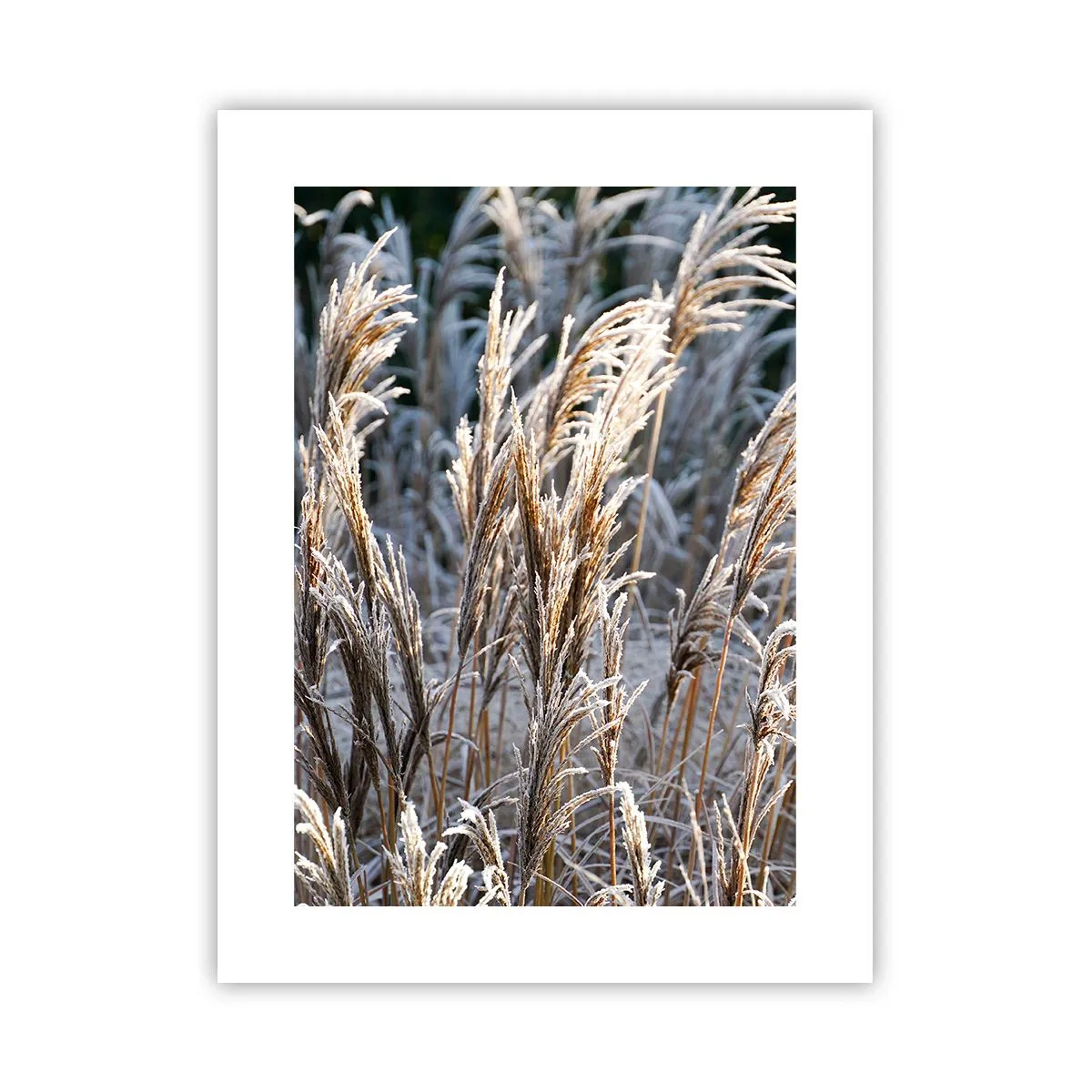 Poster - Gekleidet mit Frost - 30x40 cm