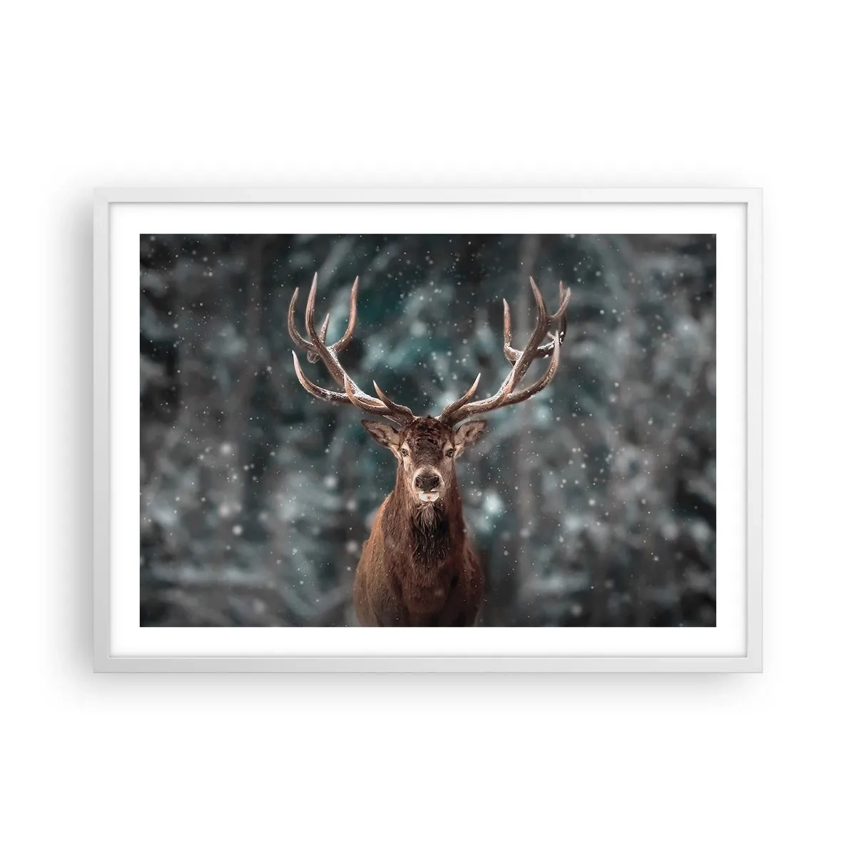 Poster in einem weißen Rahmen - Gekrönter König des Waldes - 70x50 cm