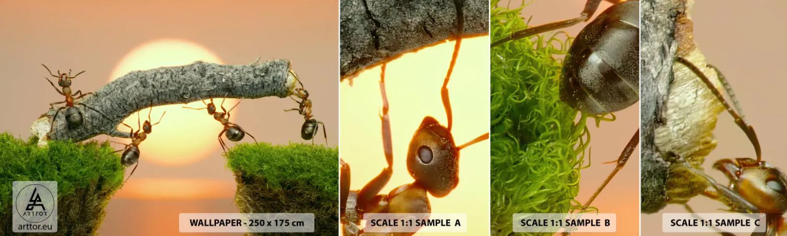 Fototapetenmuster Standard Eco - Glücklich, zusammen arbeiten - Natur, Ameisen, Sonnenuntergang - 100x30 cm