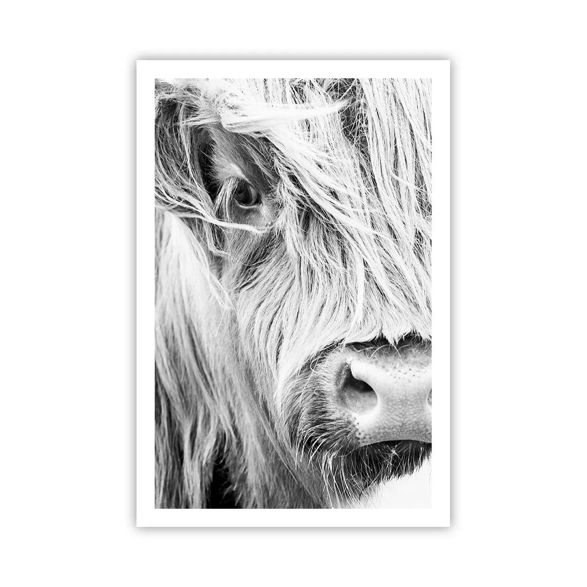 Poster - Schottische Wildheit - 61x91 cm