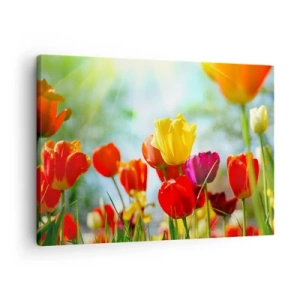 Bild auf Leinwand - Leinwandbild - Bunte Tulpen im Sonnenschein - 70x50cm - Alle Farben der Sonne - Moderne Wanddekoration für Wohnzimmer und Schlafzimmer ARTTOR