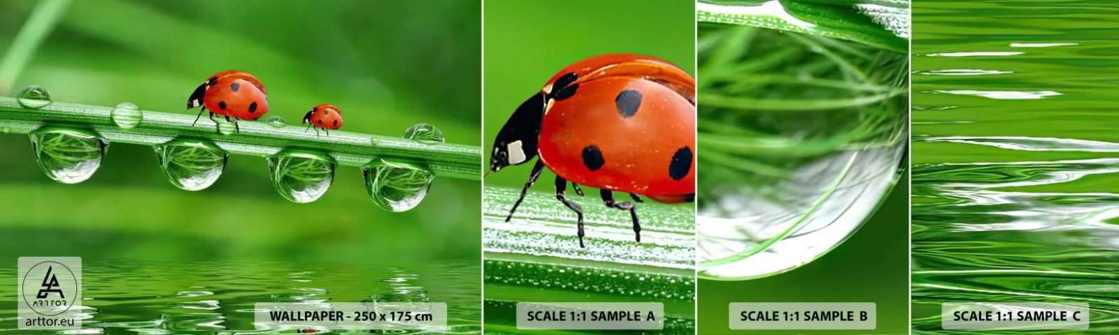 Fototapetenmuster Standard Eco - Den ganzen Sommer unterwegs - Marienkäfer, Ein Wassertropfen, Natur - 100x30 cm