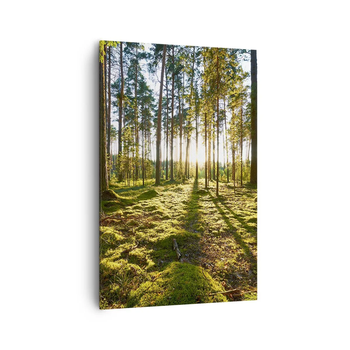 Bild auf Leinwand - Leinwandbild - Grüner Wald, beleuchtet durch Sonnenlicht auf dem Moos - 80x120cm - … Hinter den sieben Wäldern - Moderne Wanddekoration für Wohnzimmer und Schlafzimmer ARTTOR