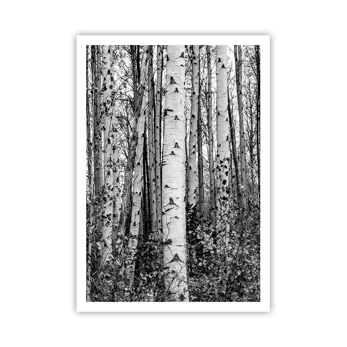 Poster - Birkenkolonnade - 70x100 cm