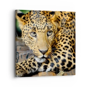 Bild auf Leinwand - Leinwandbild - Keine Angst, komm mal her - 40x40 cm