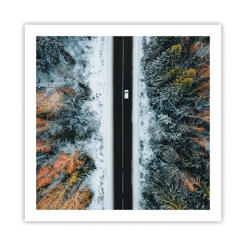 Poster - Schnitt durch den Winterwald - 60x60 cm