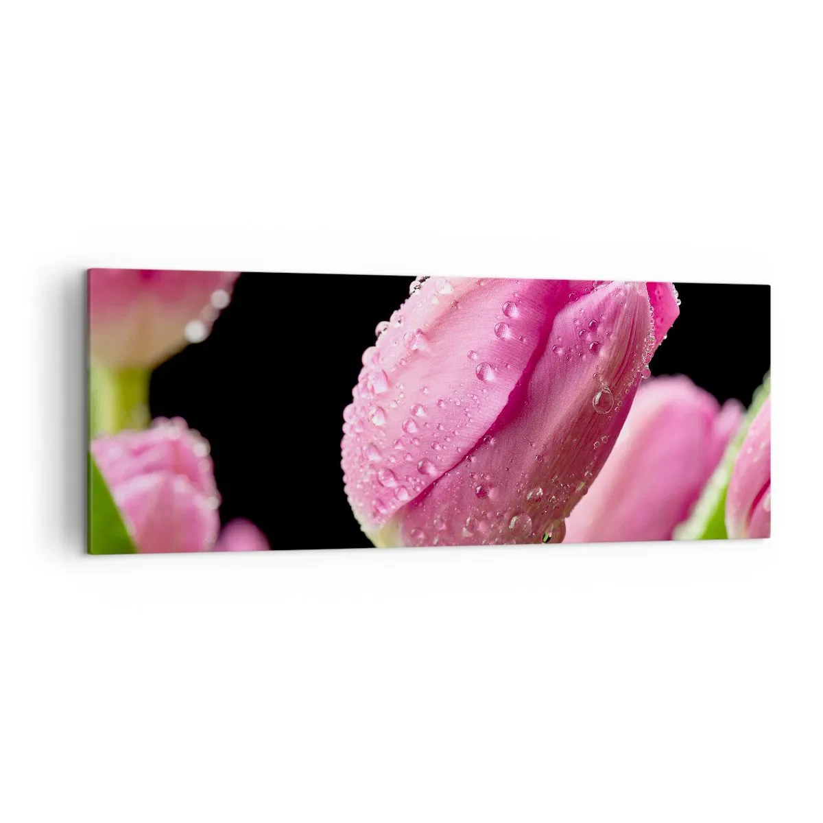 Bild auf Leinwand - Leinwandbild - Rosa Tulpe mit Wassertropfen auf schwarzem Hintergrund - 140x50cm - Lila Traum im Tau - Moderne Wanddekoration für Wohnzimmer und Schlafzimmer ARTTOR