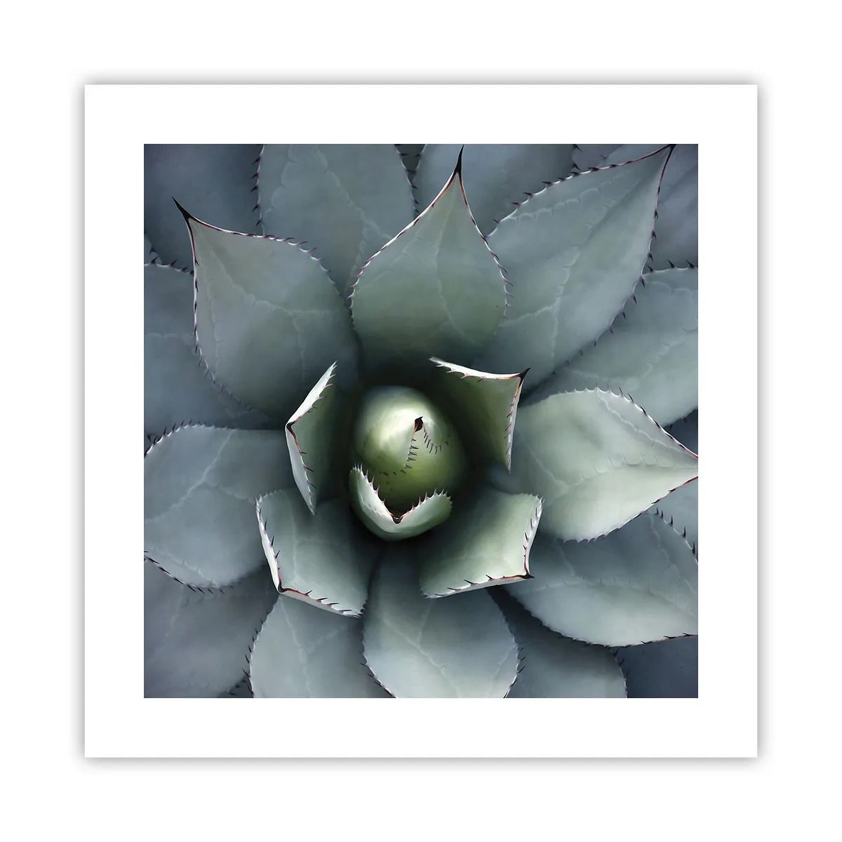 Poster - Es lockt an und warnt - 40x40 cm