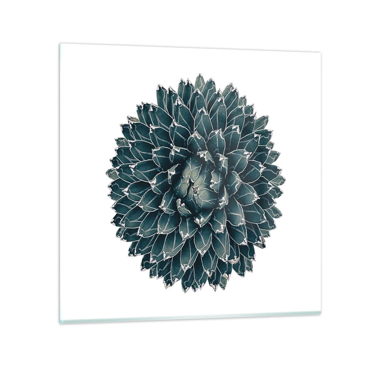 Glasbild - Bild auf glas - Stern der Wüste - 40x40 cm