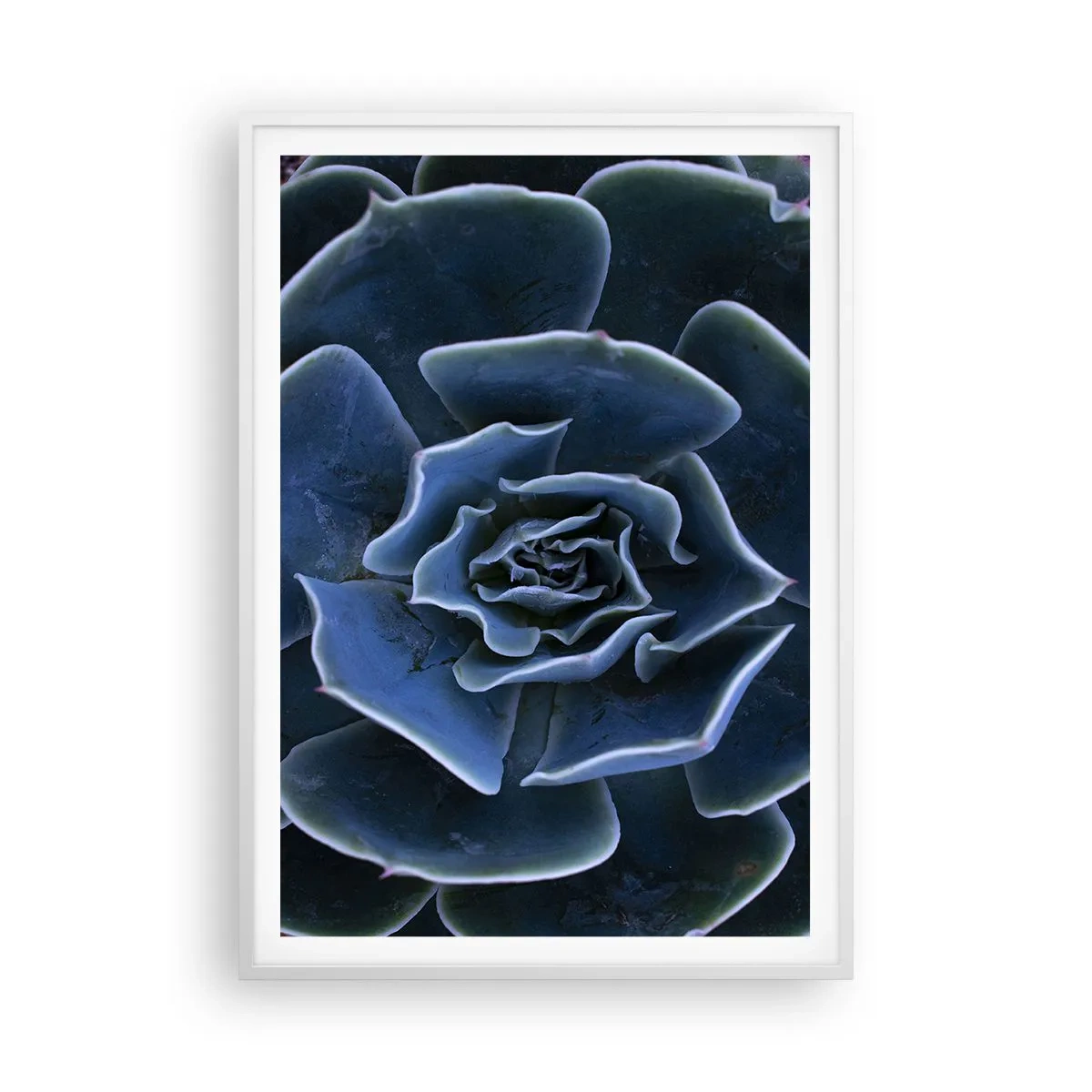 Poster in einem weißen Rahmen - Wüstenblume - 70x100 cm