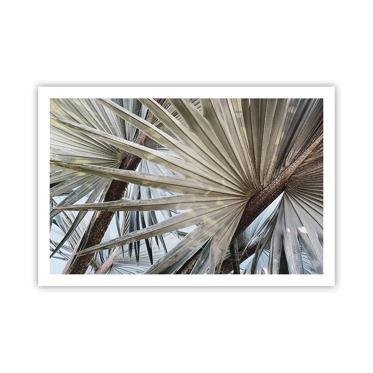 Poster - Fans in den Tropen - 91x61 cm