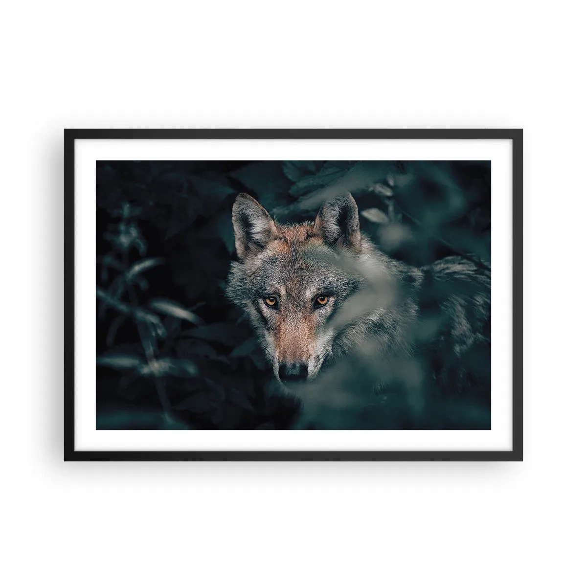 Poster in einem schwarzem Rahmen - Ein Wolf in seiner natürlichen Umgebung, der aus den Tiefen des Waldes hervorschaut. - 70x50cm - Jäger - Moderne Wanddekoration für Wohnzimmer und Schlafzimmer ARTTOR