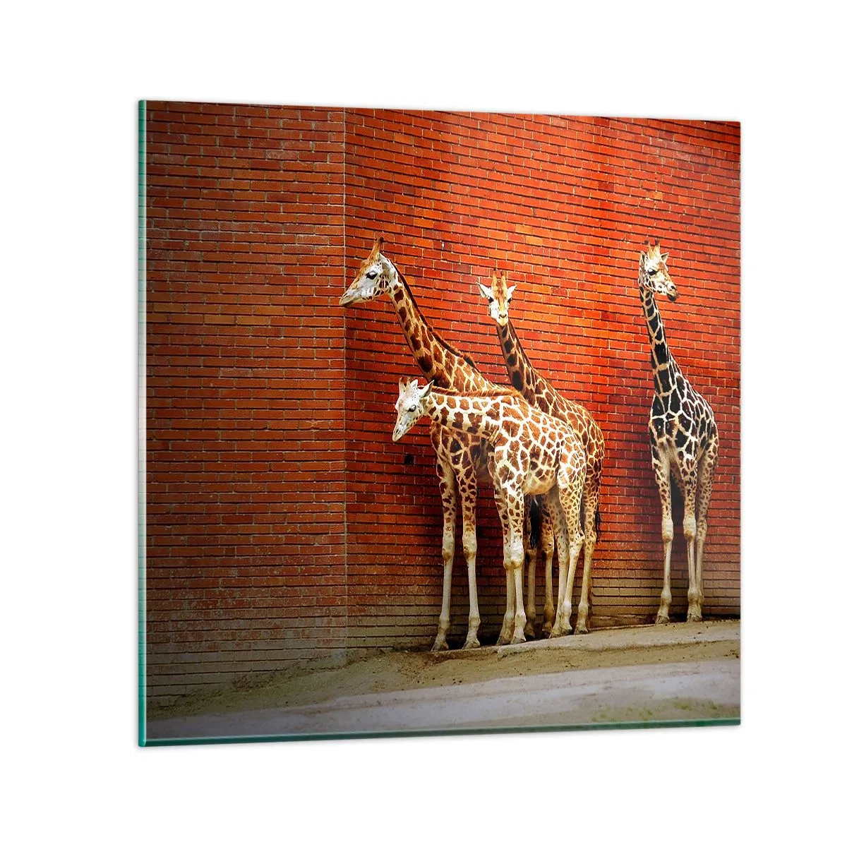 Glasbild - Bild auf glas - Sehen Sie Akazien? - 50x50 cm