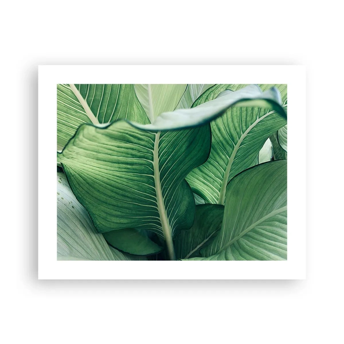 Poster - Intensiv grünes Leben - 50x40 cm
