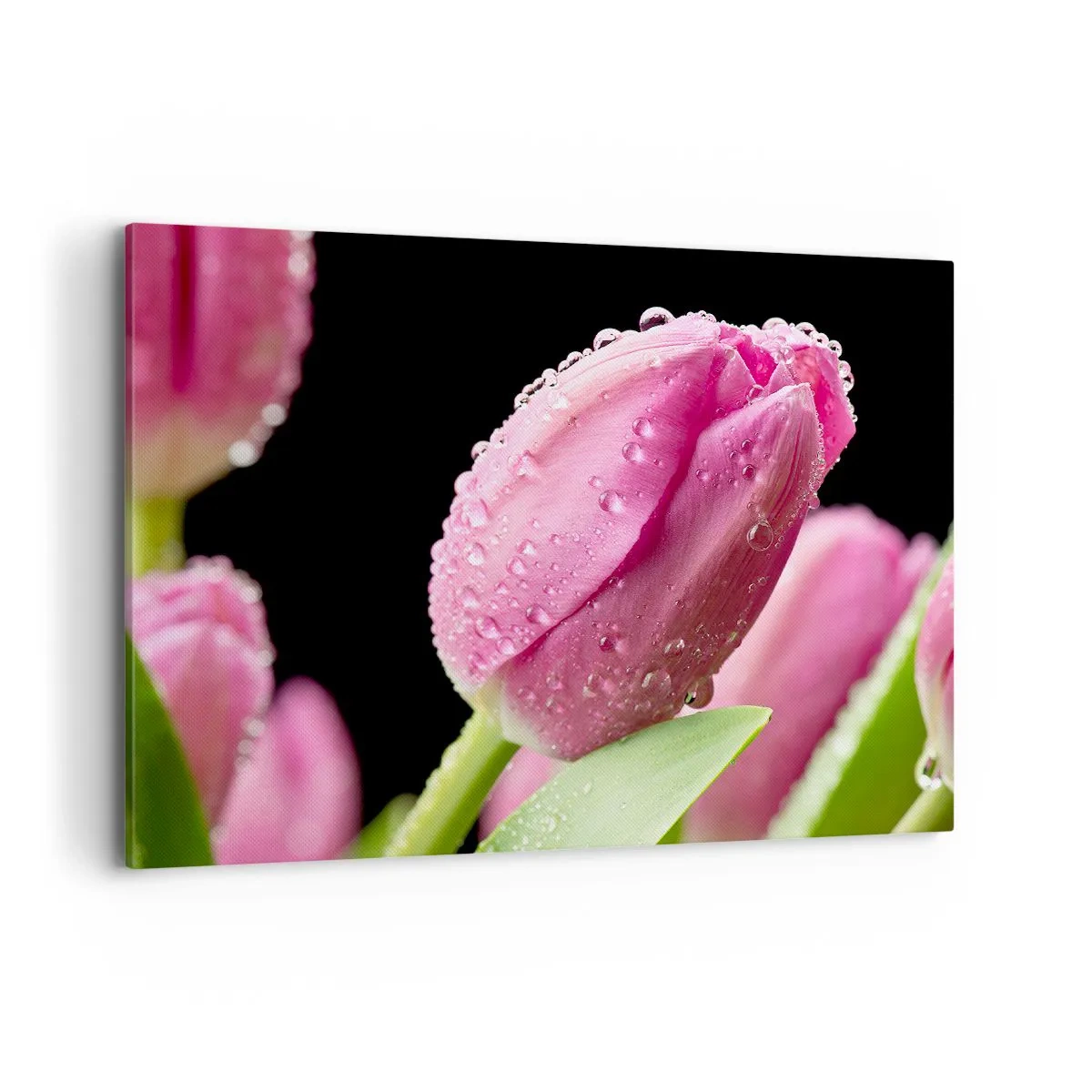 Bild auf Leinwand - Leinwandbild - Rosa Tulpe mit Wassertropfen auf schwarzem Hintergrund - 100x70cm - Lila Traum im Tau - Moderne Wanddekoration für Wohnzimmer und Schlafzimmer ARTTOR