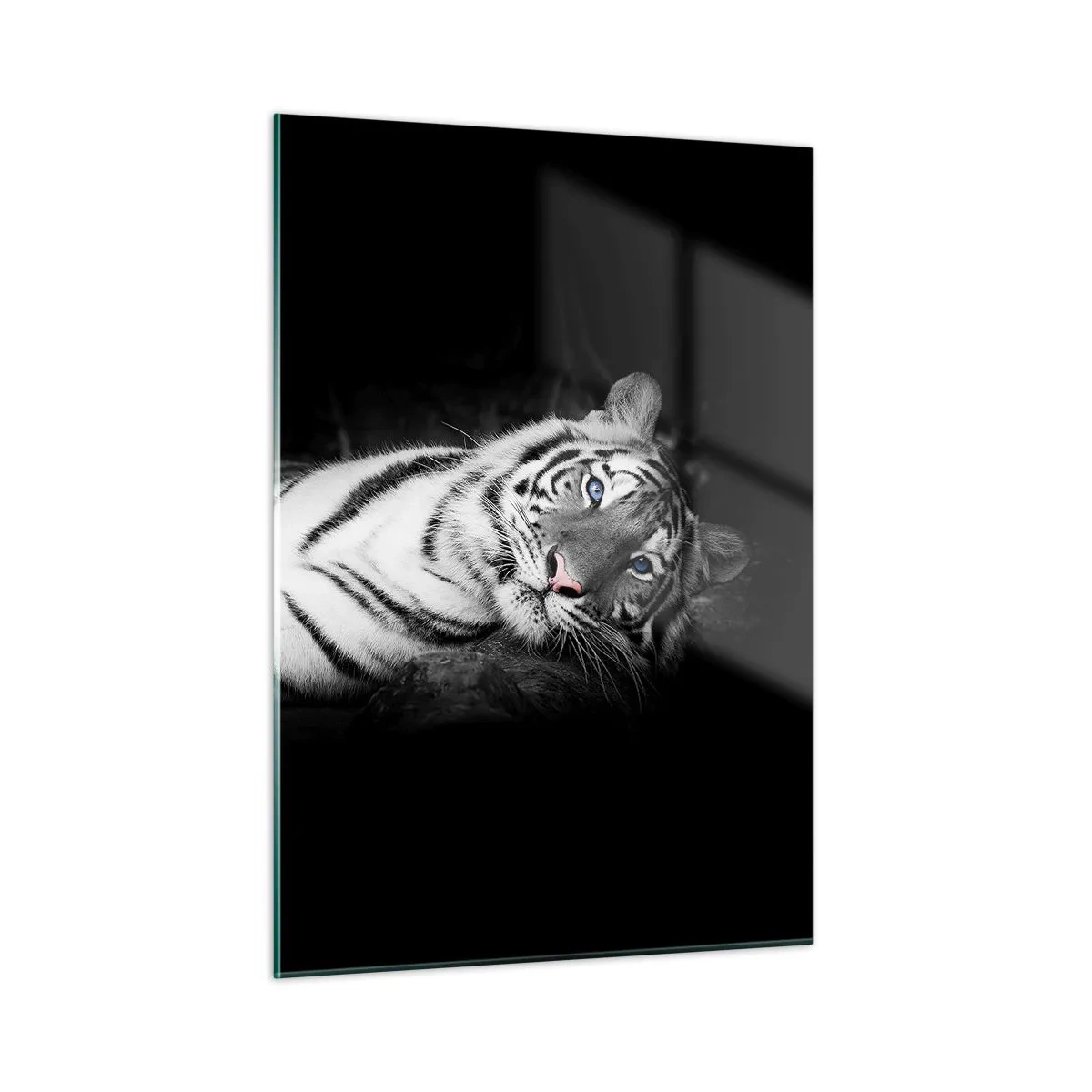 Glasbild - Bild auf glas - Ein weißer Tiger mit blauen Augen in einer schwarz-weißen Umgebung - 50x70cm - Wildnis und Frieden - Moderne Wanddekoration für Wohnzimmer und Schlafzimmer ARTTOR