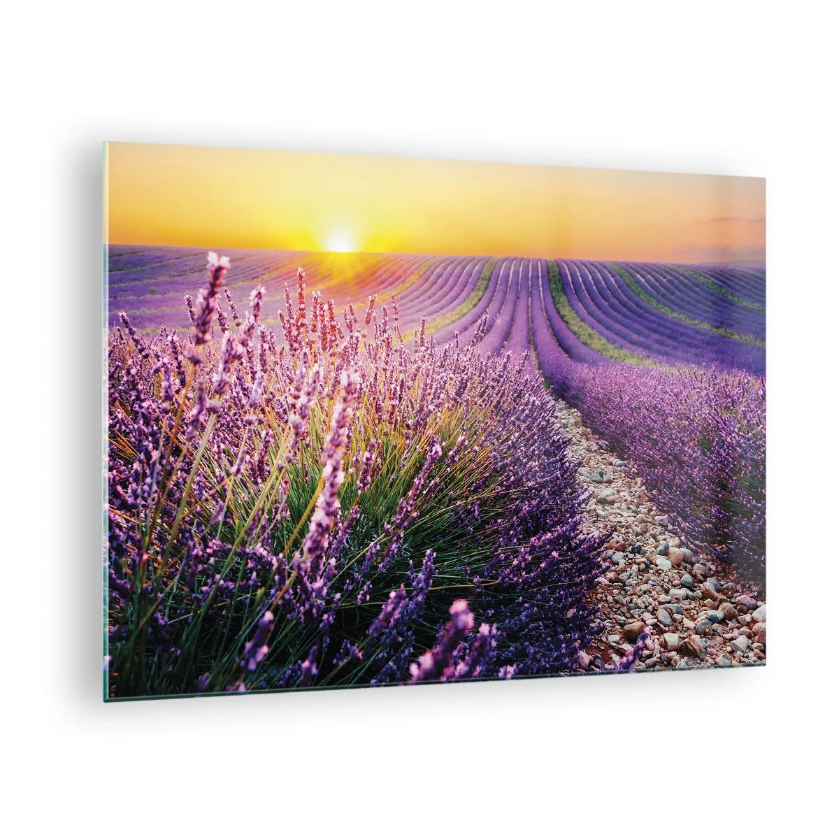 Glasbild - Bild auf glas - Lavendelfeld bei Sonnenaufgang mit einem steinigen Pfad - 70x50cm - Duftende Kornfelder - Moderne Wanddekoration für Wohnzimmer und Schlafzimmer ARTTOR