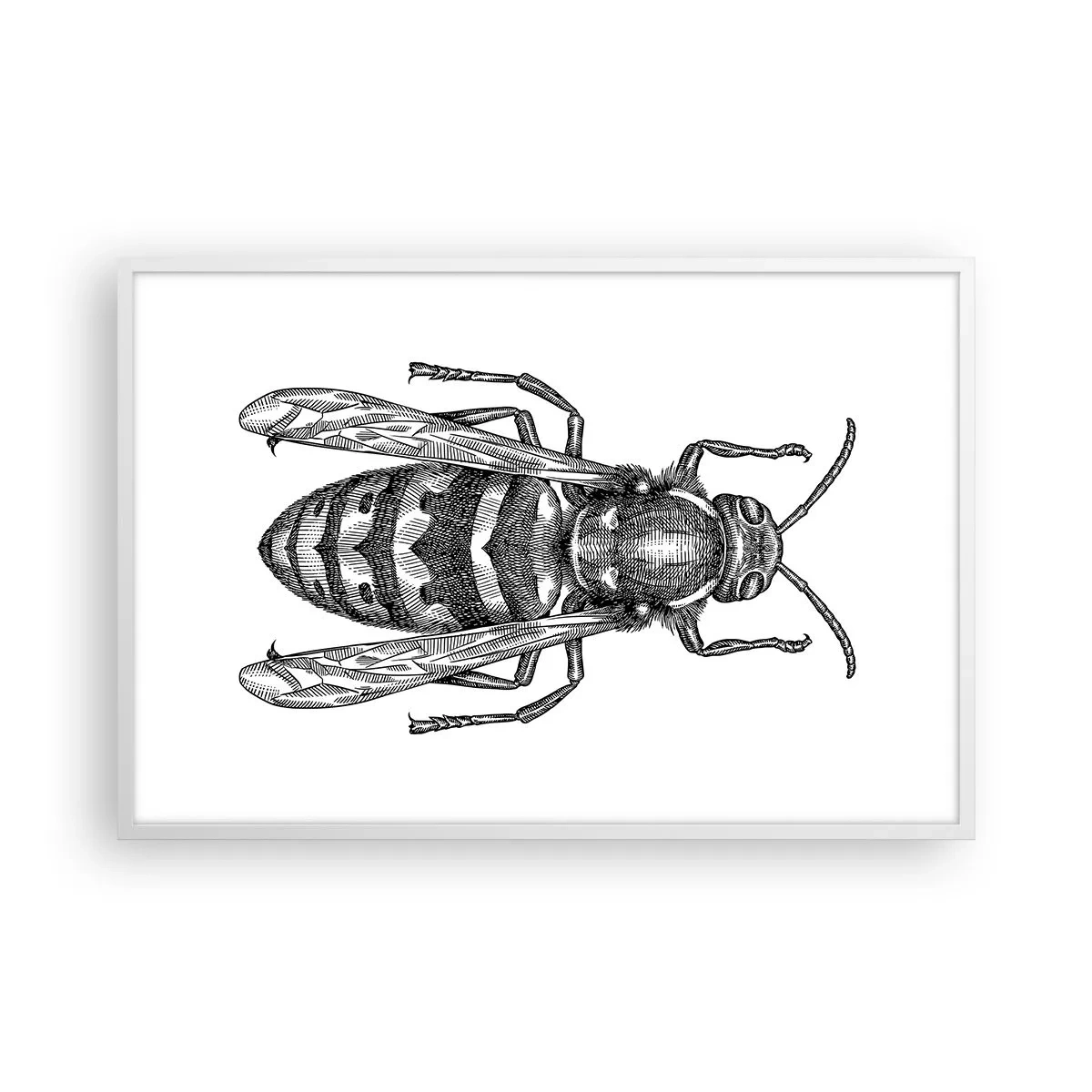 Poster in einem weißen Rahmen - Von einem Insektenplaneten - 91x61 cm
