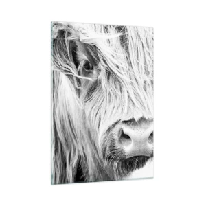 Glasbild - Bild auf glas - Nahaufnahme eines langhaarigen schottischen Rindes in Schwarz und Weiß - 50x70cm - Schottische Wildheit - Moderne Wanddekoration für Wohnzimmer und Schlafzimmer ARTTOR