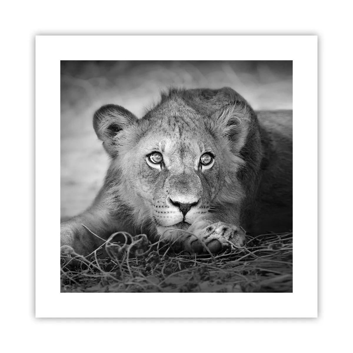 Poster - Königlicher Welpe - 40x40 cm