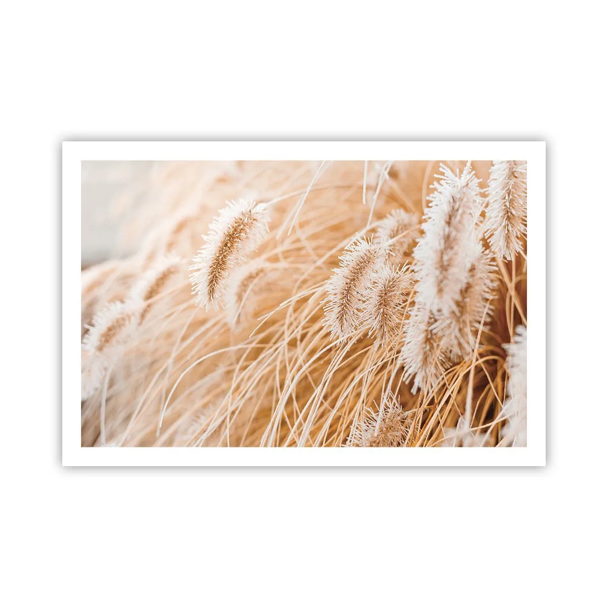 Poster - Das goldene Rauschen des Grases - 91x61 cm