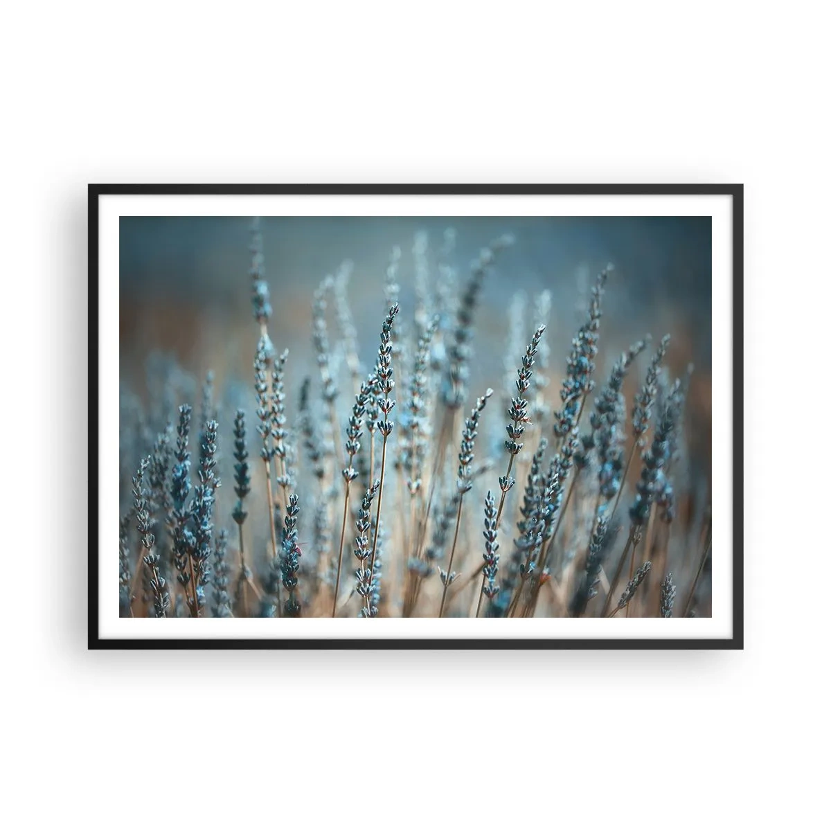 Poster in einem schwarzem Rahmen - Lavendel im Feld in dezenten Pastelltönen - 100x70cm - Duftendes Kornfeld - Moderne Wanddekoration für Wohnzimmer und Schlafzimmer ARTTOR