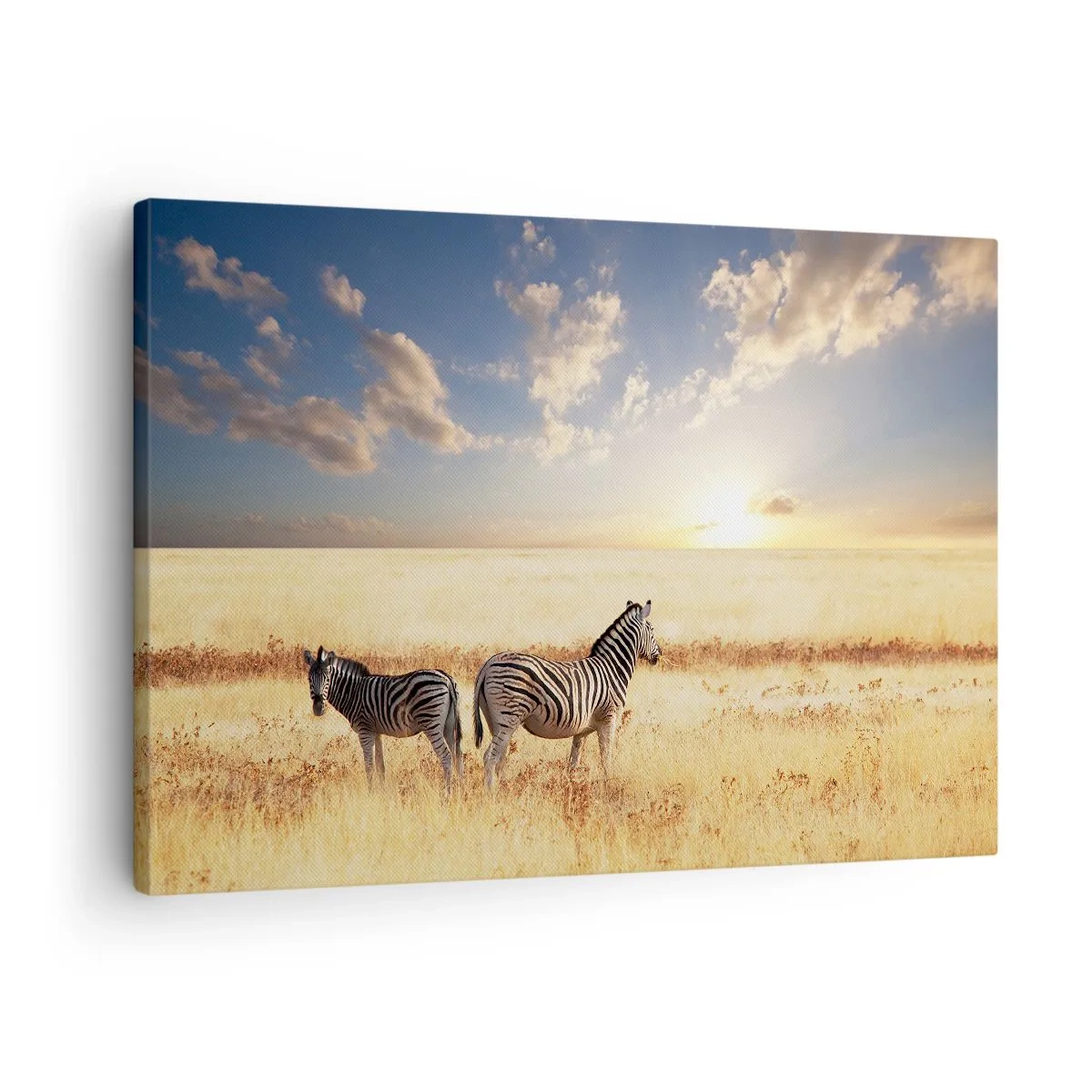 Bild auf Leinwand - Leinwandbild - Zwei Zebras in der Savanne in den Strahlen der untergehenden Sonne - 70x50cm - Geh weg, sei nicht in Frieden - Moderne Wanddekoration für Wohnzimmer und Schlafzimmer ARTTOR
