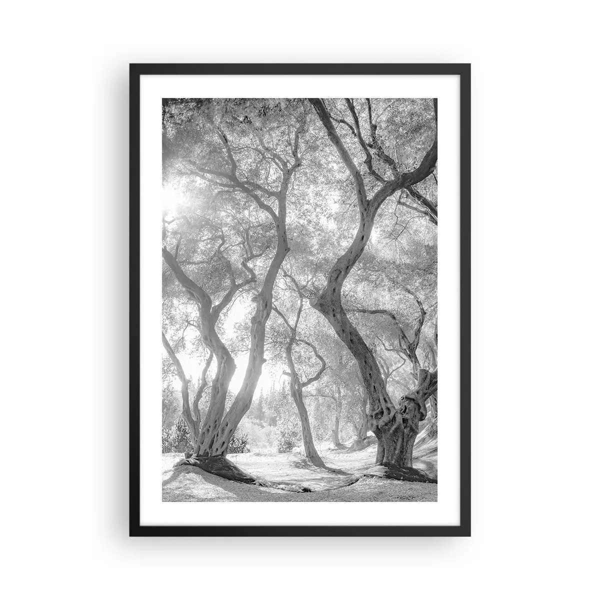 Poster in einem schwarzem Rahmen - Schwarzweißfotografie von gewundenen Bäumen im Sonnenlicht - 50x70cm - Im Olivenhain - Moderne Wanddekoration für Wohnzimmer und Schlafzimmer ARTTOR