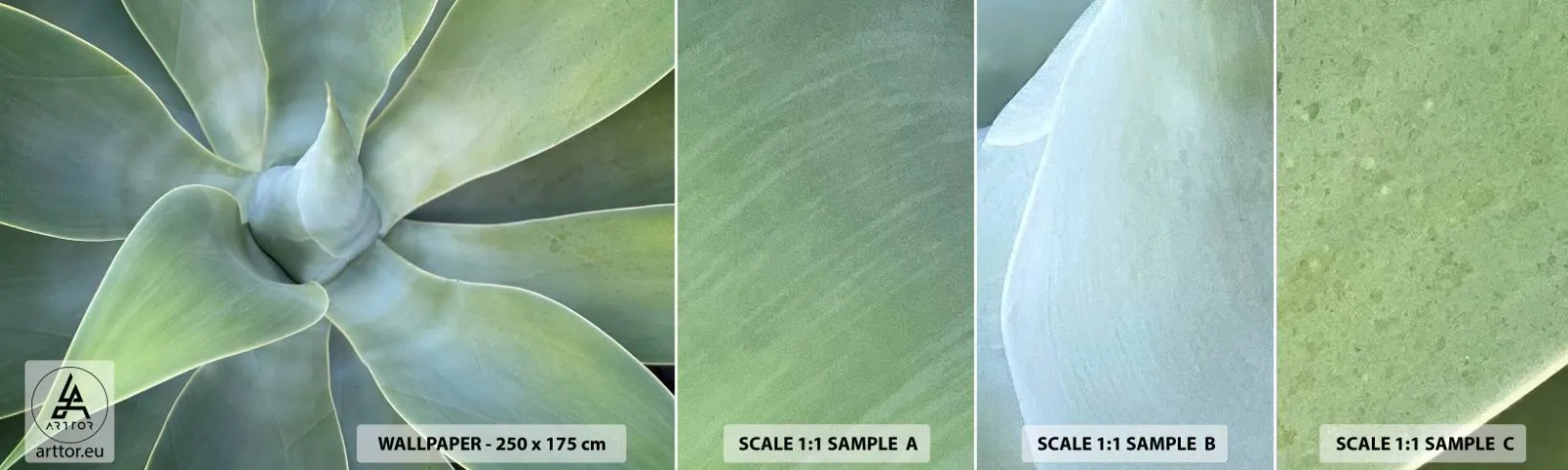 Fototapetenmuster Standard Eco - Geburt des Grüns - Saftig, Agave, Botanik - 100x30 cm