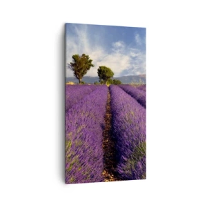 Bild auf Leinwand - Leinwandbild - Lavendelfelder - 45x80 cm
