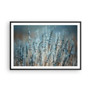 Poster in einem schwarzem Rahmen - Duftendes Kornfeld - 91x61 cm