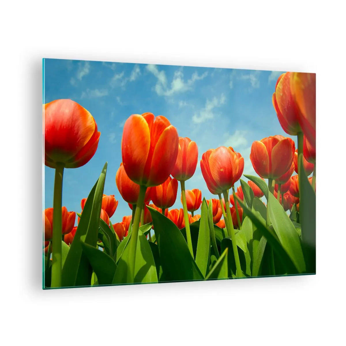 Glasbild - Bild auf glas - Ein Feld mit roten Tulpen unter blauem Himmel - 70x50cm - Außer dem blauen Himmel brauchen sie nichts in ihrem Leben - Moderne Wanddekoration für Wohnzimmer und Schlafzimmer ARTTOR