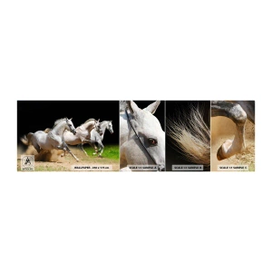 Fototapeten Muster Selbstklebend Deluxe Sticker - Drei Grazien - Pferde, Tiere, Galopp - 100x30 cm