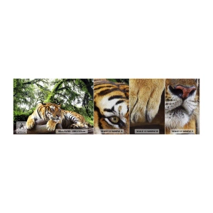 Fototapeten Muster Premium Sand - Hochachtungsvoll - Tiger, Tiere, Raubtier - 100x30 cm