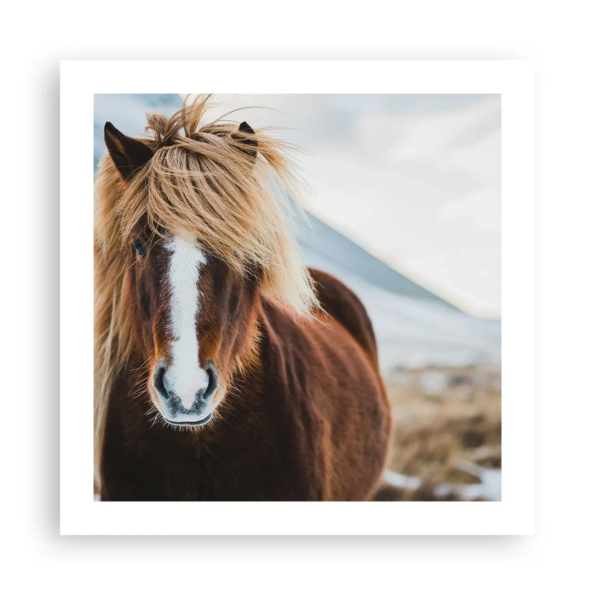 Poster - Spürst du die Freiheit? - 50x50 cm