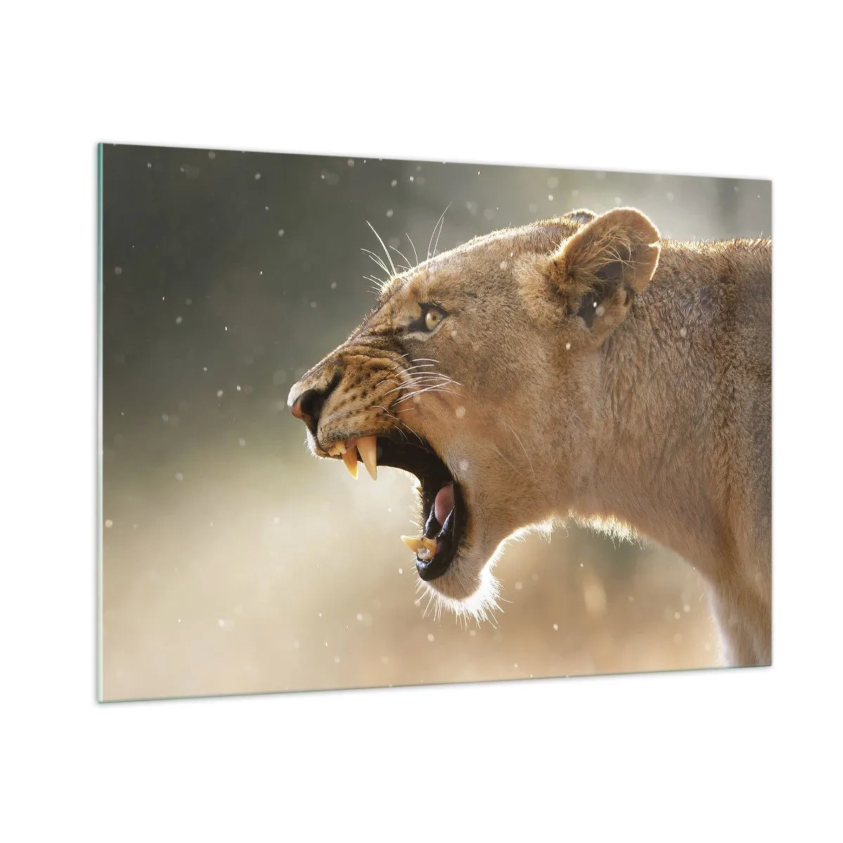Glasbild - Bild auf glas - Nahaufnahme eines Löwen, der in den Sonnenstrahlen brüllt - 100x70cm - Versuch, nicht zuzuhören - Moderne Wanddekoration für Wohnzimmer und Schlafzimmer ARTTOR