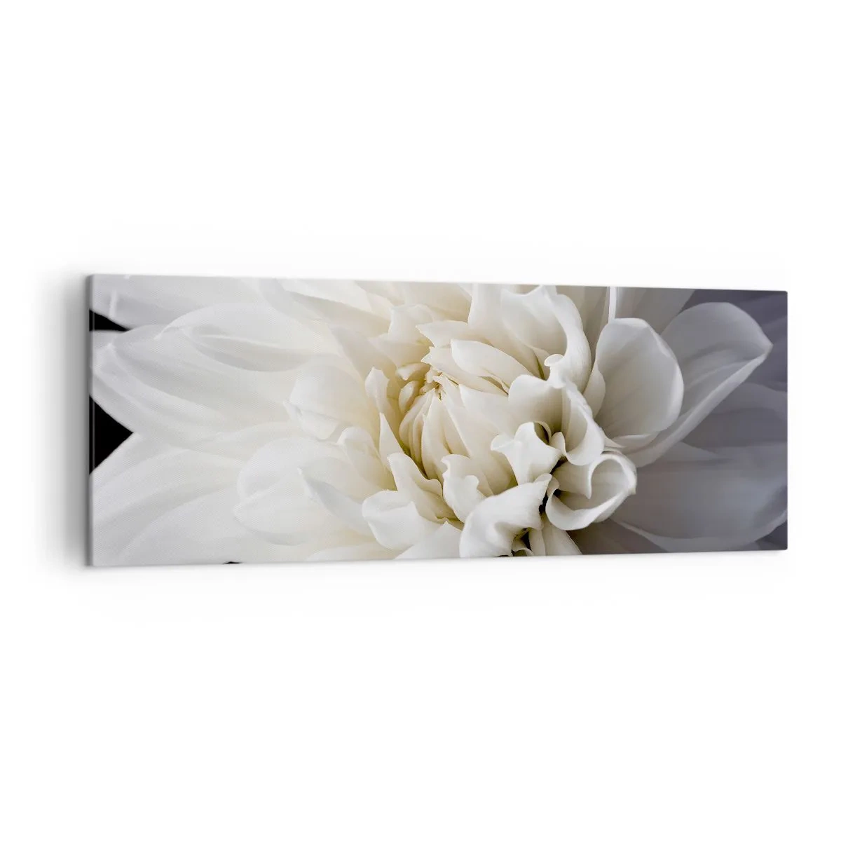 Bild auf Leinwand - Leinwandbild - Eine zarte weiße Blume auf schwarzem Hintergrund in einer eleganten Komposition - 140x50cm - Der Morgen der Braut - Moderne Wanddekoration für Wohnzimmer und Schlafzimmer ARTTOR