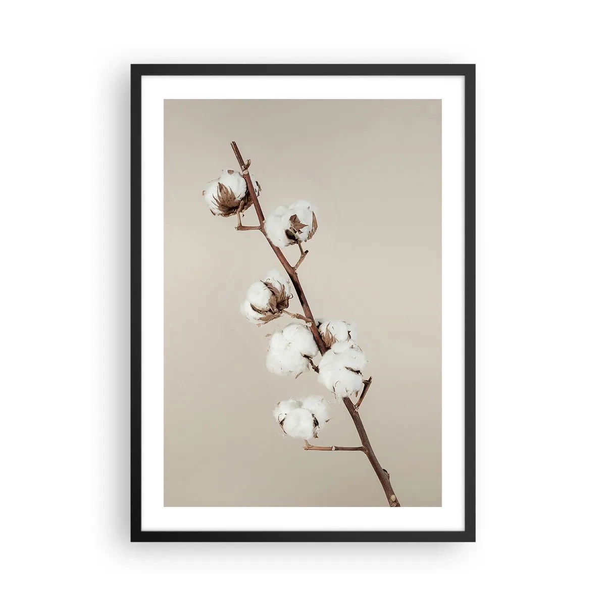 Poster in einem schwarzem Rahmen - Ein Baumwollzweig auf beigem Hintergrund, im minimalistischen Stil. - 50x70cm - An der Quelle der Weichheit - Moderne Wanddekoration für Wohnzimmer und Schlafzimmer ARTTOR