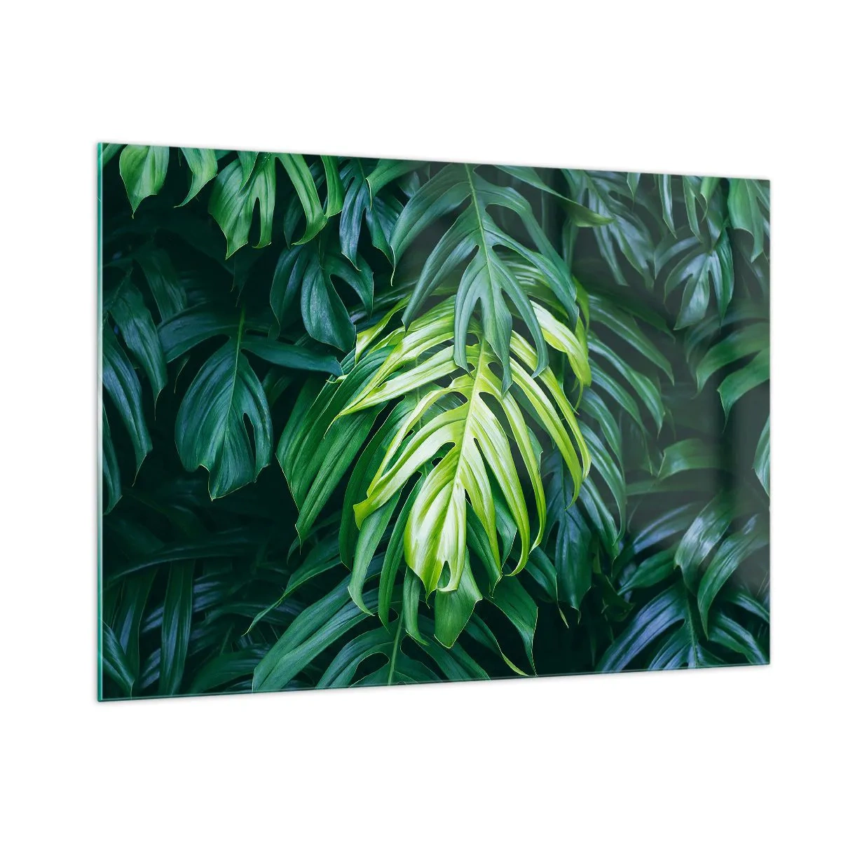 Glasbild - Bild auf glas - Üppig grüne Monstera-Blätter im natürlichen Licht - 100x70cm - Tauchen Sie ein in die Frische - Moderne Wanddekoration für Wohnzimmer und Schlafzimmer ARTTOR