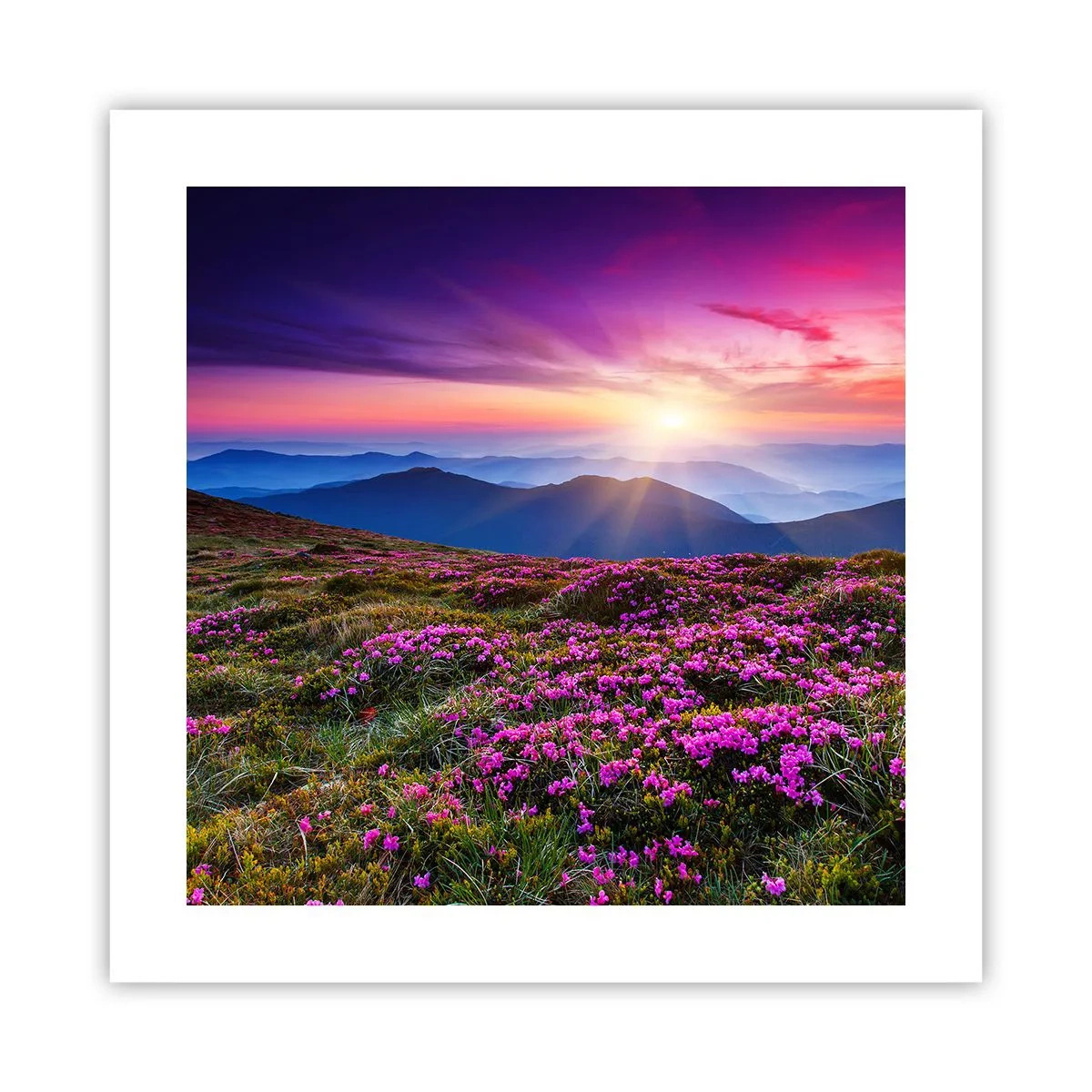 Poster - Kräuter dufteten nach frischen Trauben von den Feldern - 40x40 cm