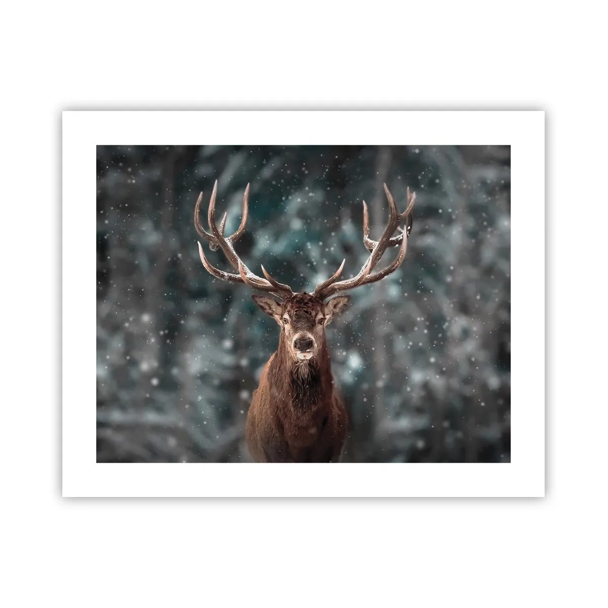 Poster - Gekrönter König des Waldes - 50x40 cm
