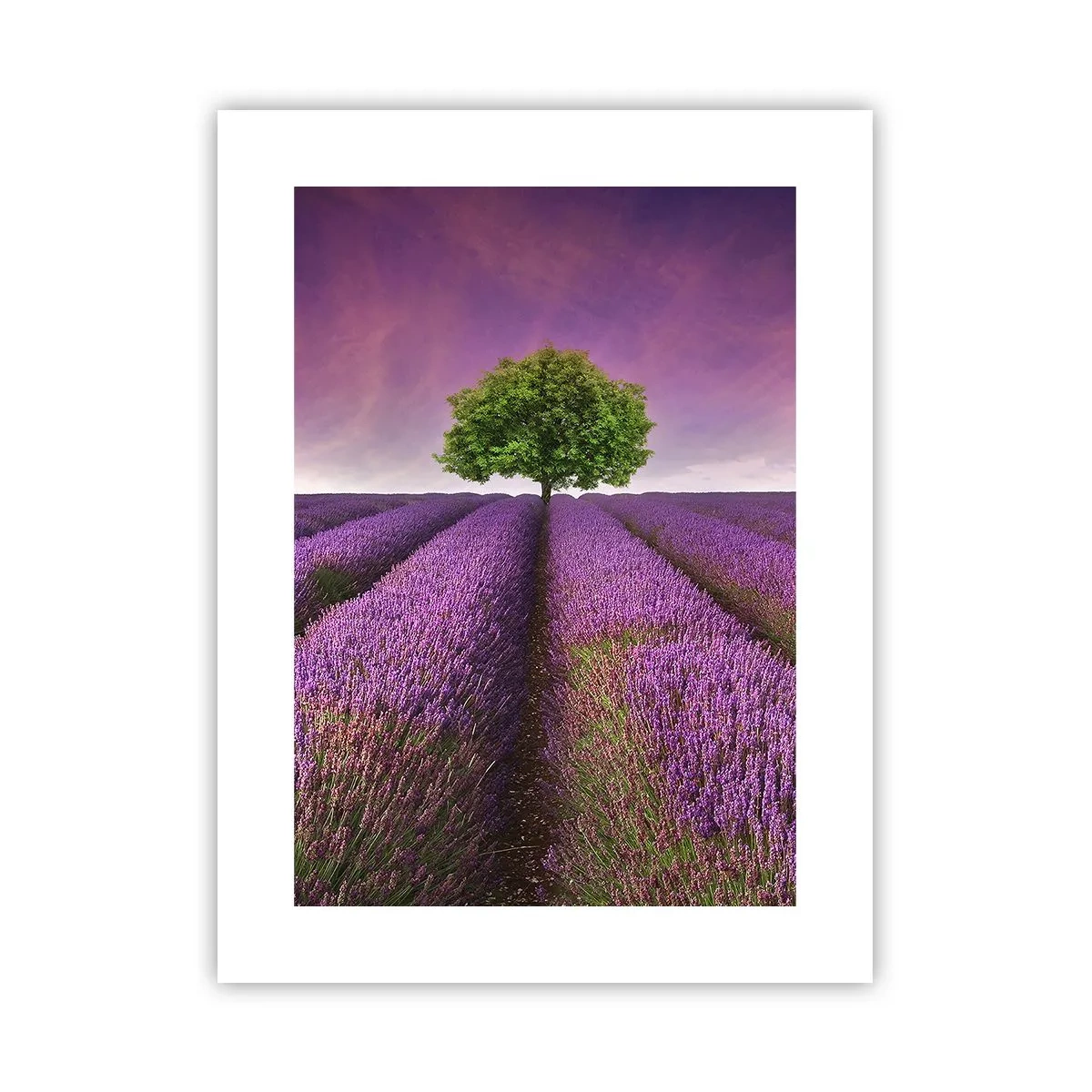 Poster - Auf Lavendelfeldern - 30x40 cm
