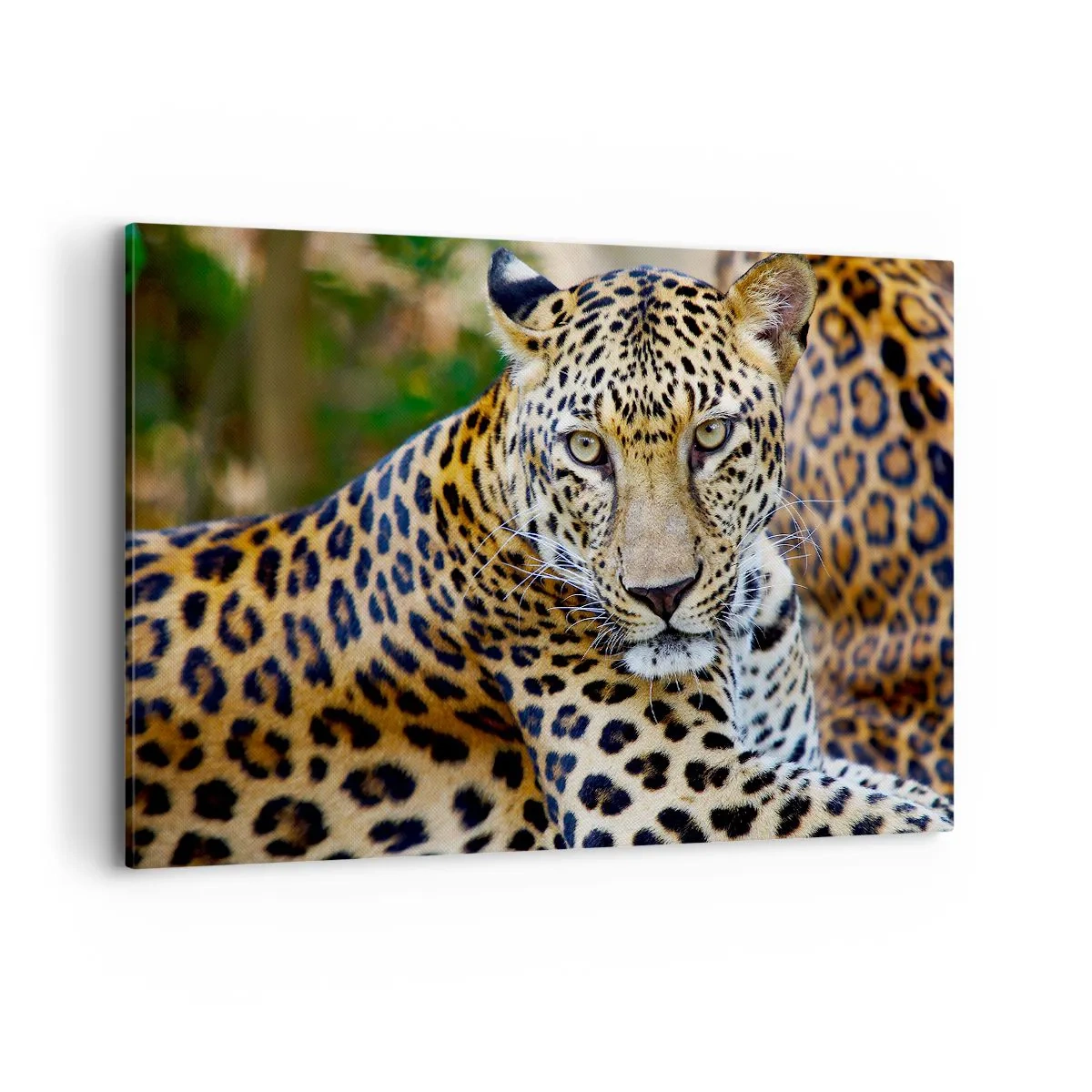 Bild auf Leinwand - Leinwandbild - Jaguar ruht in natürlicher Umgebung vor grünem Hintergrund. - 120x80cm - Wild und ruhig - Moderne Wanddekoration für Wohnzimmer und Schlafzimmer ARTTOR