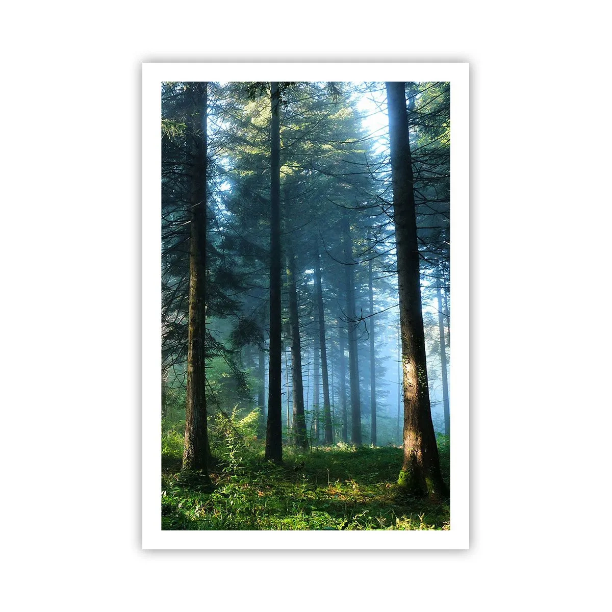 Poster - Strahlend am Morgen - 61x91 cm