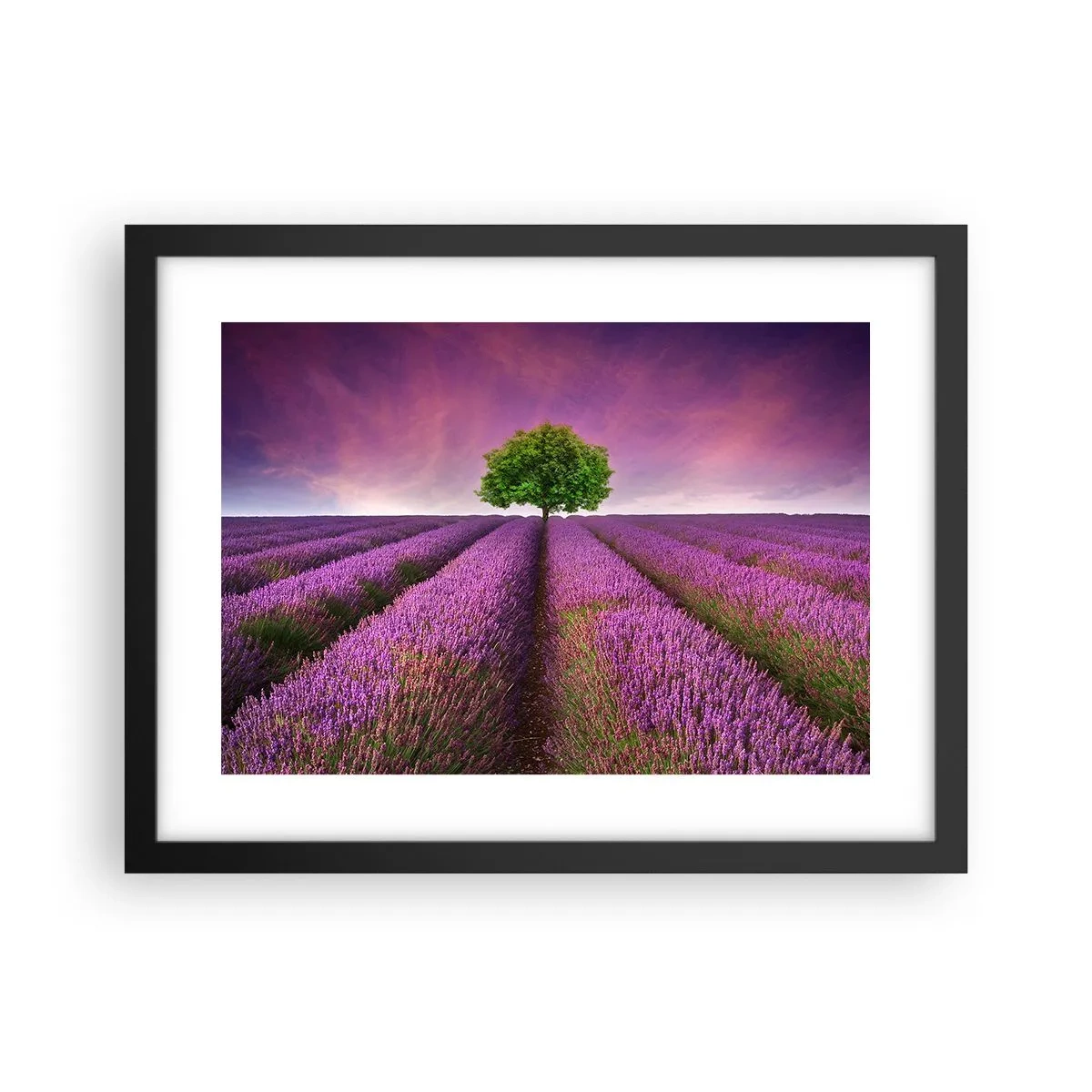 Poster in einem schwarzem Rahmen - Auf Lavendelfeldern - 40x30 cm