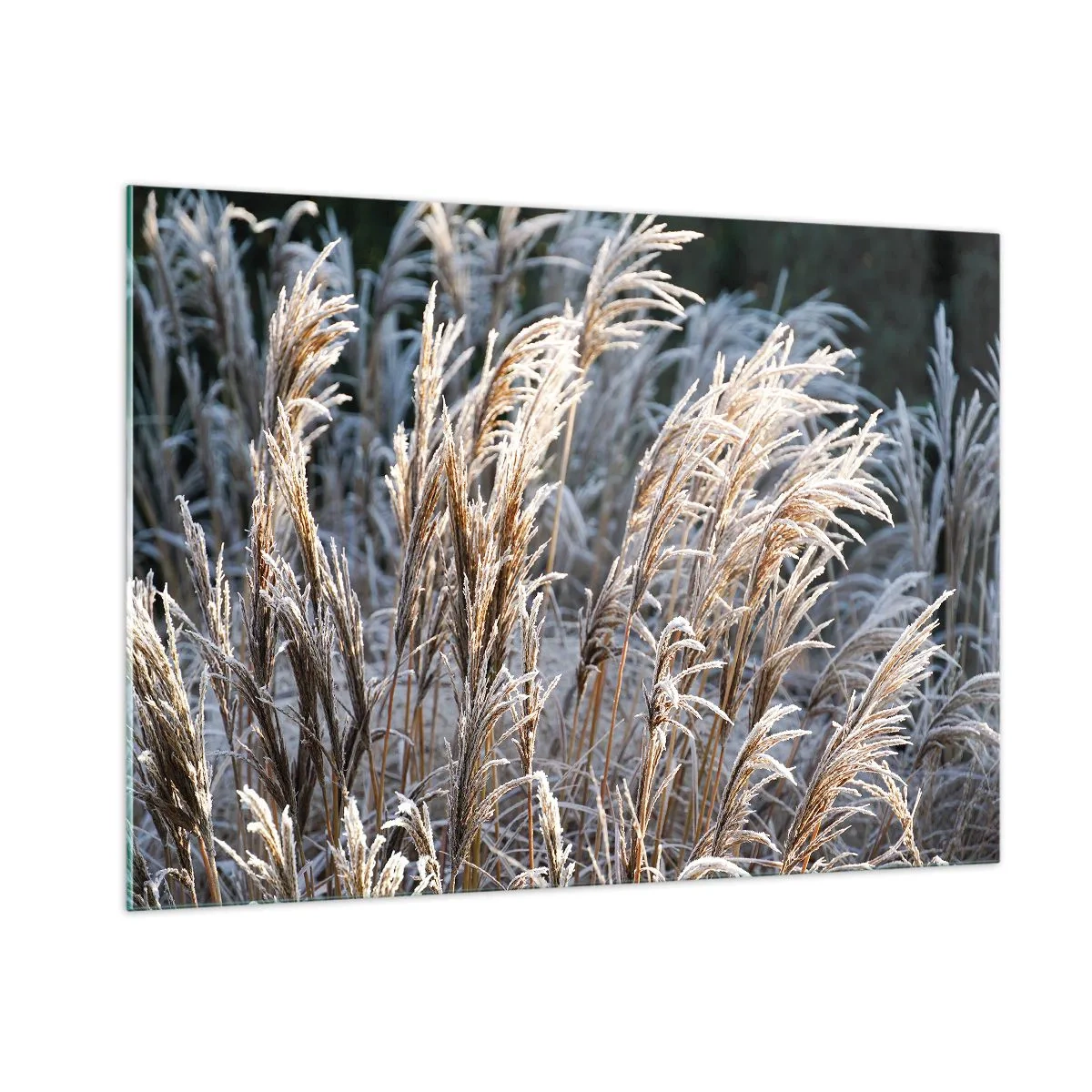 Glasbild - Bild auf glas - Gefrorene Gräser in der Wintersonne - 100x70cm - Gekleidet mit Frost - Moderne Wanddekoration für Wohnzimmer und Schlafzimmer ARTTOR