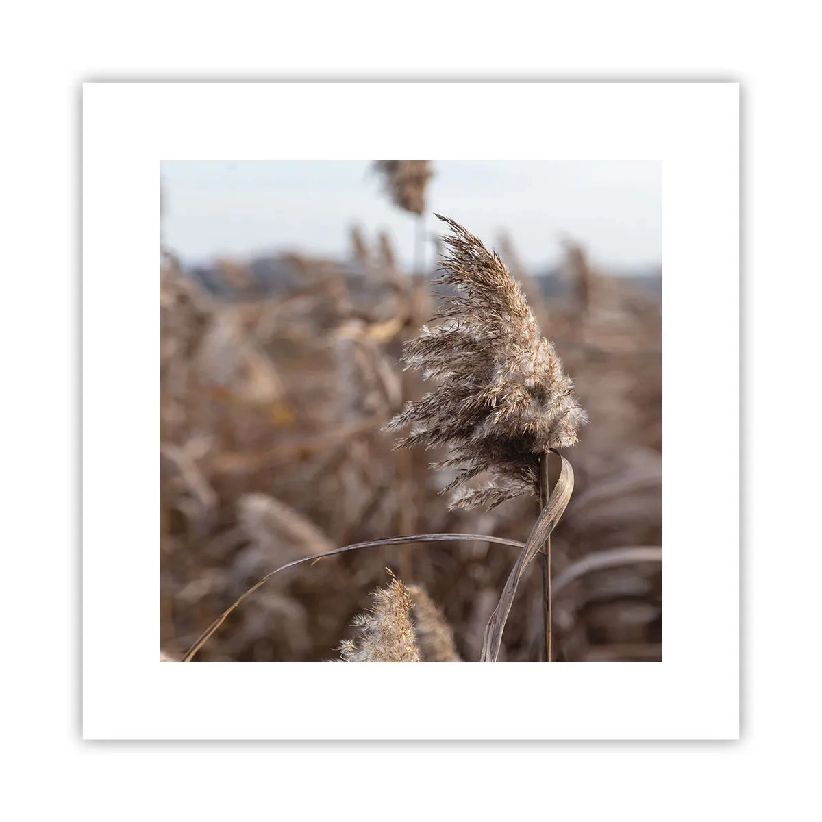 Poster - Zeit, mit dem Wind zu gehen - 30x30 cm
