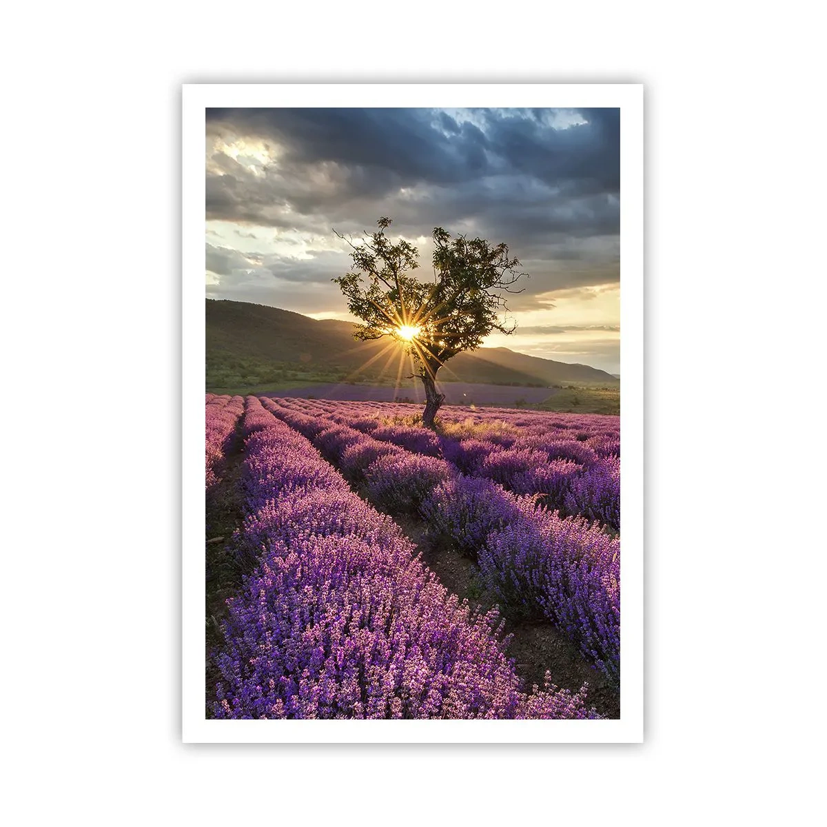 Poster - Fliederfarbenes Aroma - 70x100 cm