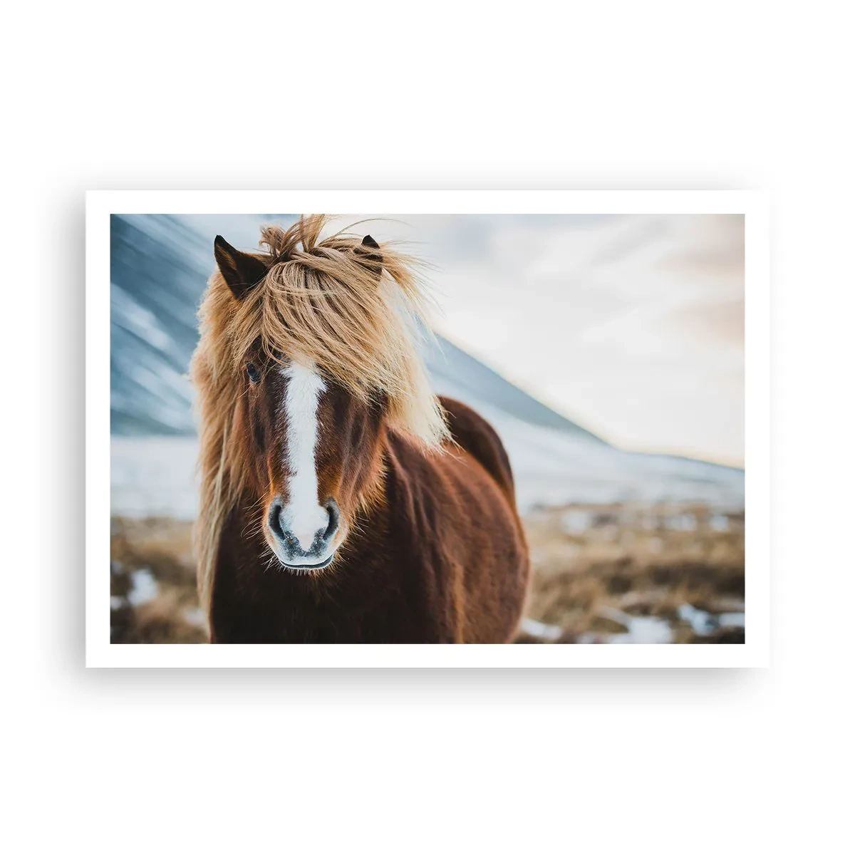 Poster - Islandpferd vor einer Berglandschaft - 100x70cm - Spürst du die Freiheit? - Moderne Wanddekoration für Wohnzimmer und Schlafzimmer ARTTOR