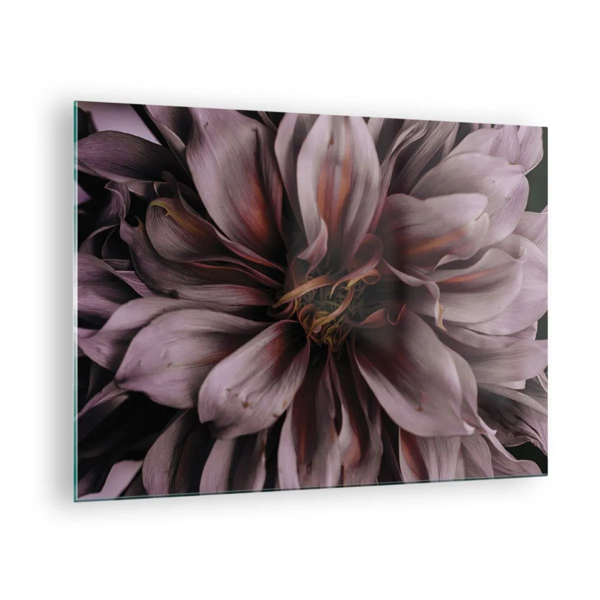 Glasbild - Bild auf glas - Nahaufnahme einer dunklen Blume mit violetten und burgunderfarbenen Blütenblättern - 70x50cm - Ein Blumenherz - Moderne Wanddekoration für Wohnzimmer und Schlafzimmer ARTTOR